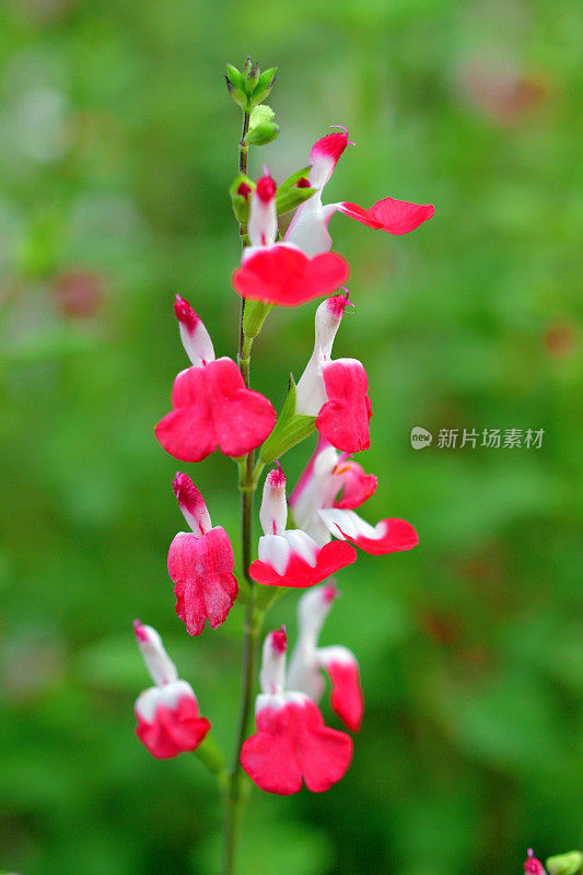 小叶鼠尾草/鼠尾草双色花，白色和红色